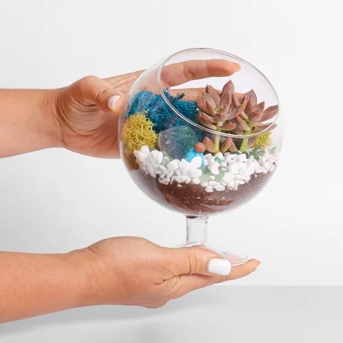 Vista 7 de Creations by Nathalie Kit de bricolaje de terrario cáliz de 6" con plantas vivas - Construye tu propio terrario de vidrio para adultos y niños
