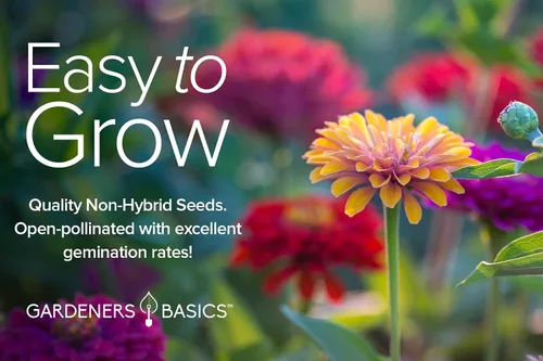 Vista 6 de Gardeners Basics, Semillas de Zinnia para plantar al aire libre (5 variedades) variedades de pulbelina, lilliput, envidia, príncipe púrpura y pompón