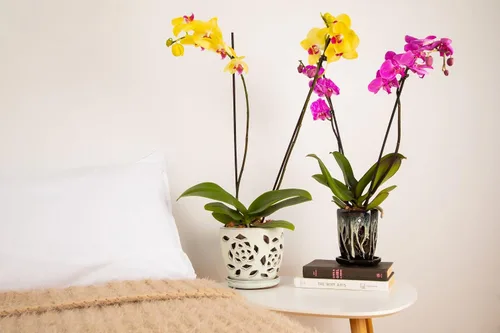 Vista 3 de rePotme Fertilizante para Orquídeas - ¡Aliméntame! Fertilizante para Orquídeas MSU - Agua RO/Lluvia/Grifo - Frasco de 16 oz