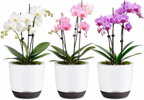 Vista 16 de QCQHDU 2 Pack 5.7 Inch Orchid Pots with Holes for Repotting, Double-Layer and Self Watering Orchid Pot with Good Air Circulation Verde