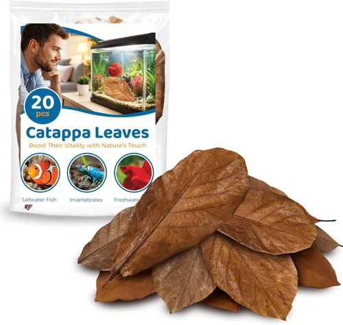 Vista 8 de SunGrow Catappa Hojas de almendra india, 8 pulgadas, para camarones de agua dulce y peces tropicales
