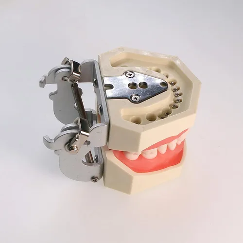 Vista 3 de Dientes dentales Typodont modelo 28 dientes extraíbles compatibles con Kilgore Nissin Estudio de enseñanza completamente desmontable, con un