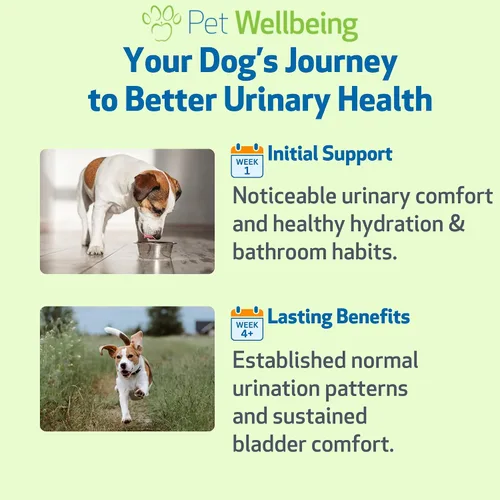 Vista 9 de Pet Wellbeing Oro urinario para perros – Formulado por veterinarios – Soporte para el tracto urinario con múltiples hierbas – Salud de la vejiga