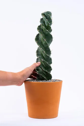 Vista 2 de Cactus espiral – Cereus forbesii 'Spiralis' – Suculenta rara retorcida – Cactus Tornado – Plantas de interior con raíces vivas (9 pulgadas)