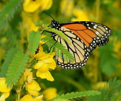 Vista 6 de 500 semillas sensibles de flor de guisante perdiz Chamaecrista - Atrae abejas y mariposas