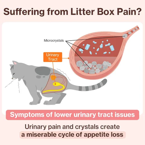 Vista 4 de Doctor By UT Care Cat - Suplemento urinario de apoyo renal para UTI de gatos, tratamiento con arándano para la salud renal de gatos con Pacran