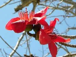 Vista 2 de Nuevas semillas frescas de árbol Bombax ceiba 100pcs Generic