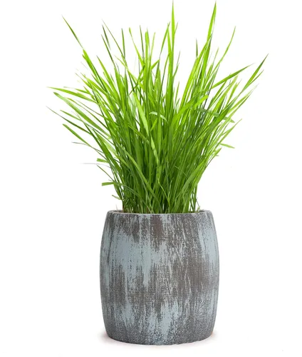 Vista 2 de Kit de hierba para gatos de interior – Semillas orgánicas y tierra de mejor valor para 4 plantaciones, incluye juguete de regalo para gatos