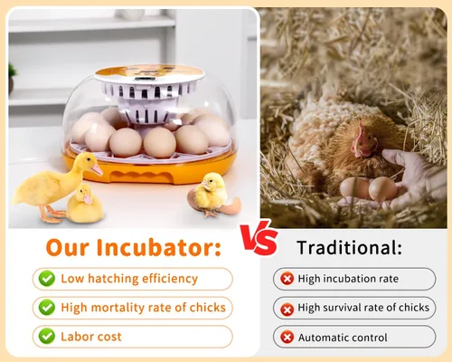 Vista 4 de Gpeng Incubadora de huevos, incubadora de 12 huevos con giro automático de huevos, control automático de temperatura, para incubar pollo, ganso
