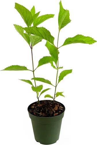 Vista 11 de Beautyberry - Planta de tamaño grande de 1 galón Callicarpa Americana, arbusto de crecimiento rápido, bayas moradas vibrantes, atrae aves, follaje