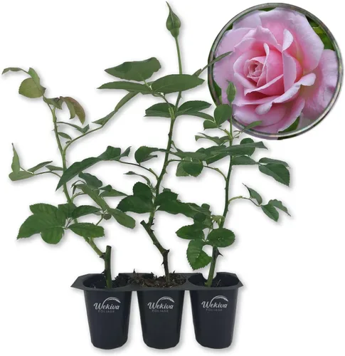 Vista 7 de Belinda's Dream Rose Bush - Planta de inicio vivo en una maceta de 2 pulgadas, rosa bellamente fragante de Florida, una belleza versátil con una