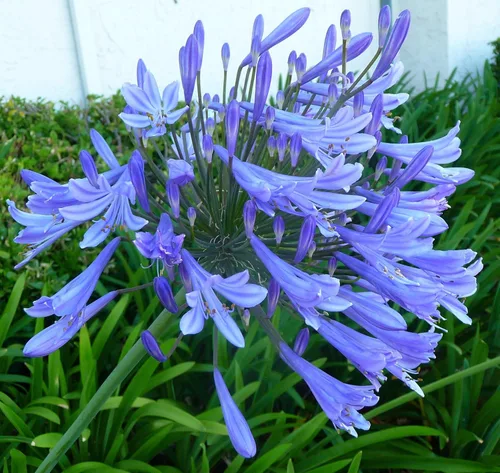 Vista 2 de Agapanthus Africanus Lily of the Nile Planta de tamaño grande de 1 galón Hierba de cobertura vegetal con floración de bajo mantenimiento