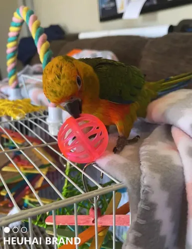 Vista 7 de Juego de 23 piezas de juguete para pájaros con campanas de larga