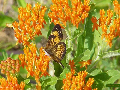 Vista 4 de Mariposa Maleza, Flores Semilla (Asclepias tuberosa) atrae Mariposas