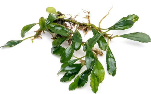 Vista 24 de SubstrateSource Bucephalandra Brownie Phantom - Planta de acuario viva – Decoración natural de pecera de agua dulce, decoración acuática