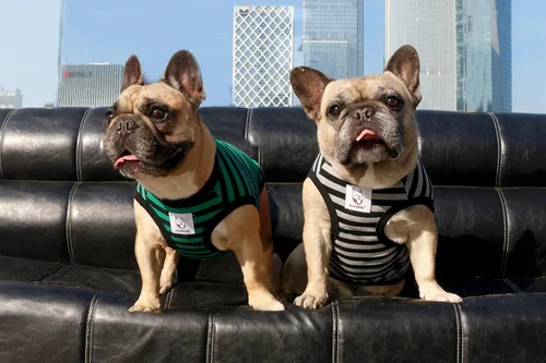 Vista 5 de iChoue - Camisetas de rayas de algodón 100% transpirable para Bulldog francés, chaleco de Halloween para perros medianos, camisetas Frenchie Pug