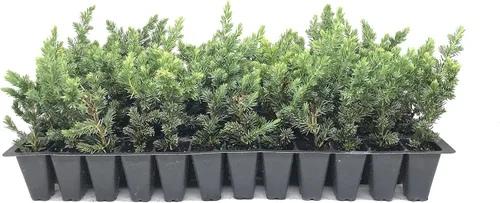Vista 2 de Juniper Blue Pacific - 30 plantas vivas - Cubierta de suelo de hoja perenne resistente al frío tolerante a la sequía