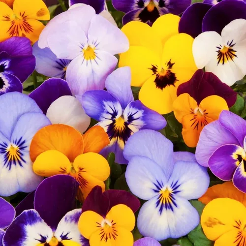 Vista 2 de 1000 semillas de viola tricolor (pensamiento), flores brillantes y de fácil germinación para camas de jardín, macetas de patio y paisajismo