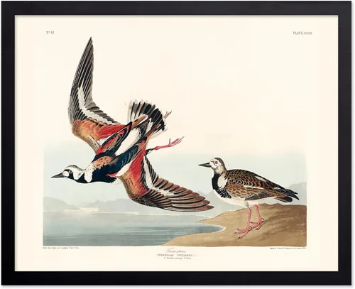 Vista 103 de Poster Master Póster vintage de James Audubon – Impresión retro de amargo americano – Arte de aves de América – Regalo para hombres, mujeres