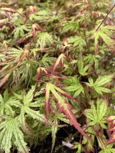 Vista 7 de Phantom Flame - Arce japonés blanco con puntas de hojas rojas - Árbol vivo de 2 años