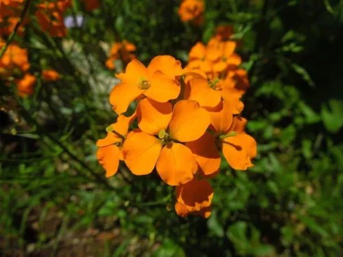 Vista 2 de Alhelí siberiano, más de 400 semillas de flores por paquete, (semillas de jardín de Isla), semillas sin OMG y reliquia, nombre científico