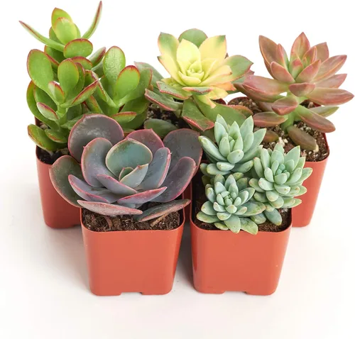 Vista 9 de Compra Suculentas Colección Can't Touch This Surtido de plantas de cactus de interior vivas, seleccionadas a mano, completamente arraigadas