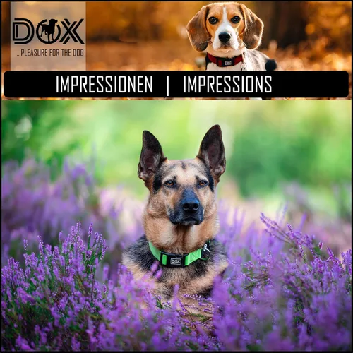 Vista 4 de DDOXX Collar de nailon para perro, ajustable, muchos colores y tamaños, para perros pequeños, medianos y grandes, collares para gatos, cachorros