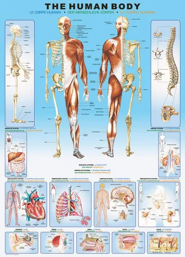 Vista 3 de EuroGraphics Rompecabezas de cuerpo humano (1000 piezas)