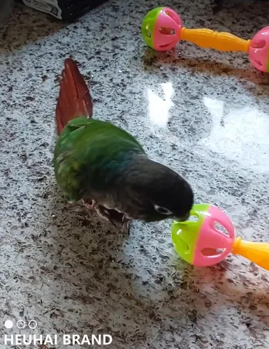 Vista 9 de Paquete de 22 bolas de ratán para mascotas, juguetes para pájaros pequeños