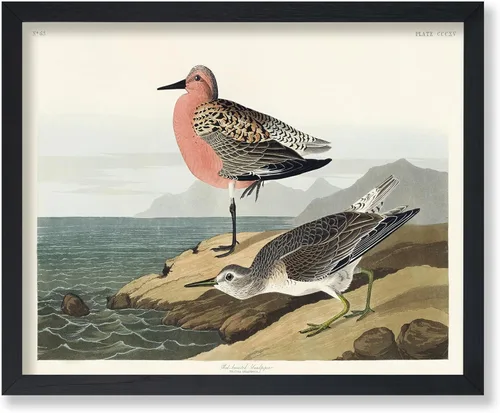 Vista 54 de Poster Master Póster vintage de James Audubon – Impresión retro de amargo americano – Arte de aves de América – Regalo para hombres, mujeres