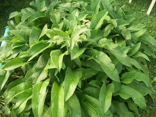 Vista 2 de 1 DOZENA (12) esquejes de raíz frescos de COMFREY RUSO ORGÁNICO para su cultivo de biomasa