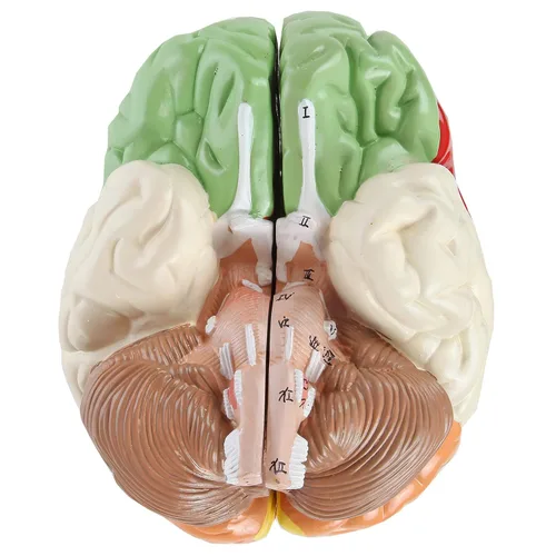Vista 7 de Axis Scientific cerebro humano con regiones rotuladas, tamaño real. Incluye manual colorido del producto (idioma español no garantizado), base