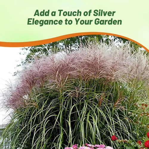 Vista 6 de Outsidepride - 250 semillas de la hierba ornamental perenne Miscanthus Sinensis Early Hybrids [Chinese Silver Grass] para sembrar