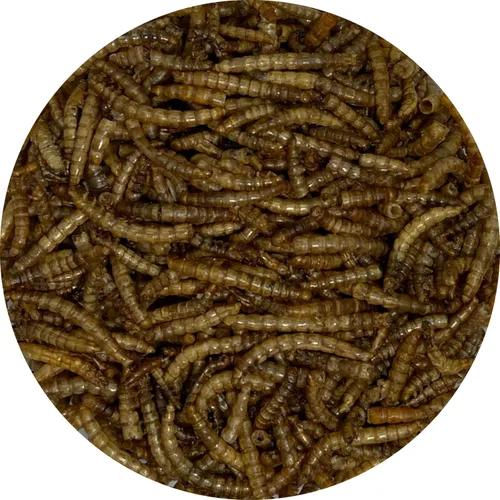 Vista 4 de Songbird Essentials Gusanos de harina secos para aves silvestres, gusanos de harina 100% naturales para pollos, pájaros azules, reptiles y patos