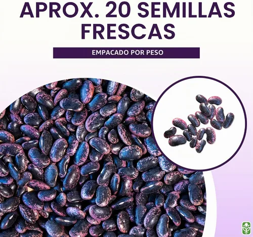 Vista 3 de Heirloom - Semillas de frijol Scarlet Runner - 20 semillas de frijol