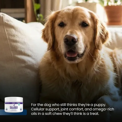 Vista 6 de Renue By Science PET NMN Longevity - Masticables para perros - NMN liposomal, trans-resveratrol, glucosamina, MSM, condroitina, masticables suaves
