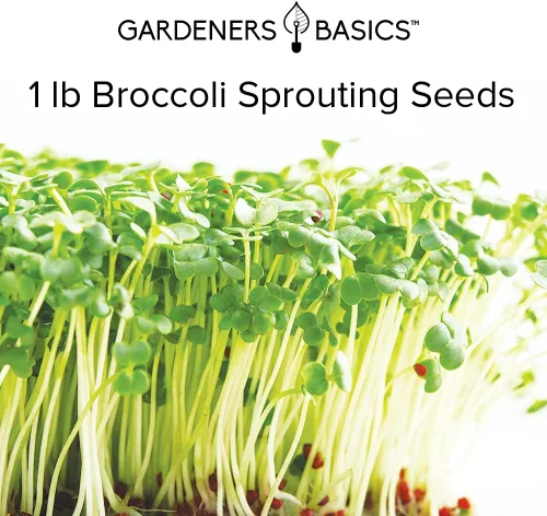 Vista 4 de Gardeners Basics, Kit de semillas de brócoli para germinación y microverdes sin OMG, bolsa de brotes resellables a granel de 1 libra