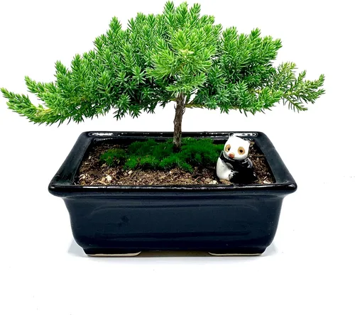 Vista 7 de Árbol bonsái enano vivo de enebro de más de 12 años con alfombrilla de bambú, árbol bonsái de enebro o jade, para interiores y exteriores, 100%
