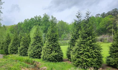Vista 5 de Árbol arborvitae gigante verde Thuja de 3 pulgadas