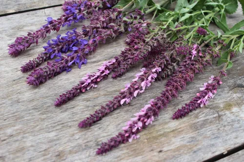 Vista 5 de Salvia de jardín (Salvia Officinalis) Hierbas sin OMG para plantar