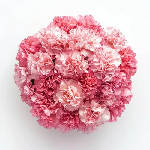 Vista 14 de GlobalRose 100 flores de clavel rojas - Claveles al día siguiente flores frescas para entrega Prime - Ramo fresco seleccionado a mano para Rojo