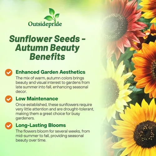 Vista 3 de Outsidepride 1/4 lb. Helianthus Annuus Autumn Beauty - Mezcla de semillas de girasol para plantar