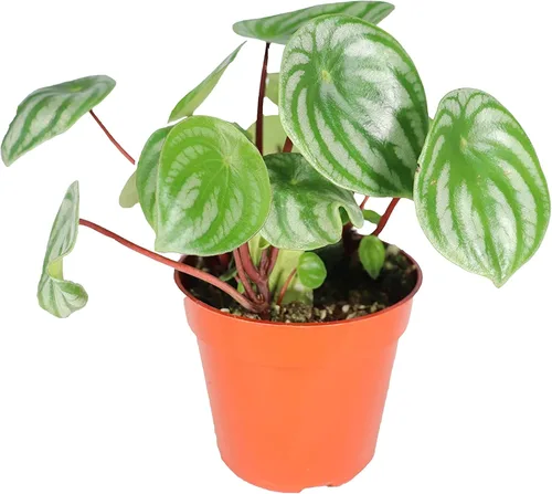 Vista 8 de Peperomia Beetle - 4'' de California Tropicals