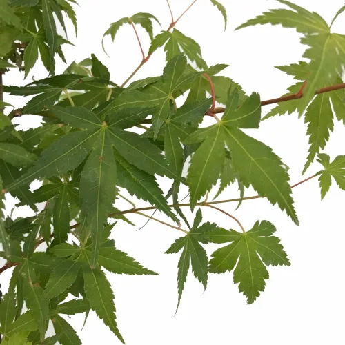 Vista 3 de Arce japonés Katsura - Giro rápido - Maceta de 4 pulgadas - Planta viva - Acer palatum