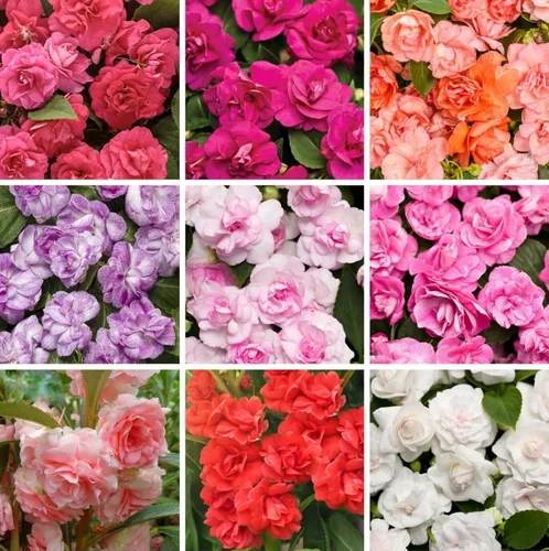 Vista 5 de Impatiens - 100 semillas de flores de bálsamo para plantar al aire libre, flores anuales de jardín vibrantes, floración rápida, ideal para camas