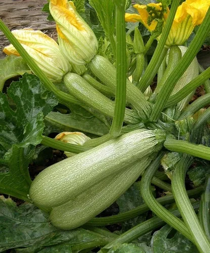 Vista 3 de Semillas Calabacín Calabacín Calabacín Calabaza Tipo Arbusto 36 Días Vegetales No OGM para Plantar