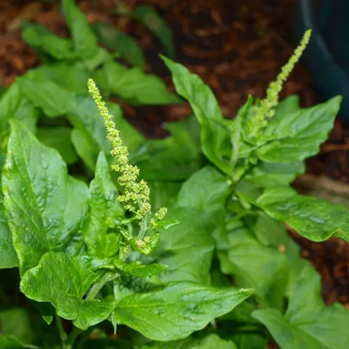 Vista 5 de Palm Beach Medicinal Herbs - Good King Henry (Chenopodium Bonus-henricus) - Paquete de 30 Semillas