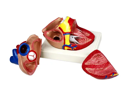 Vista 3 de Parco Scientific Modelo de corazón humano PB00070 3 piezas, tamaño real 3X Muestra detalles de anatomía externa e interna con ventrículos