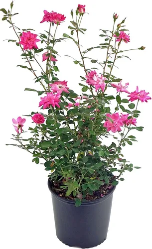 Vista 6 de Rosa 'Iceberg' (Rosa Floribunda) Rosa, flores blancas, contenedor tamaño #3