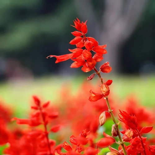 Vista 6 de 50 semillas de flores de salvia escarlata para plantar, semillas de Salvia raras perennes, semillas de agastache de arenisca Arizona sin OMG